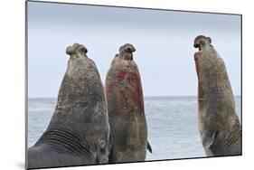 Three Southern Elephant Seal (Mirounga Leonina) Bulls Rear Up Whilst Doing Battle-Eleanor-Mounted Photographic Print