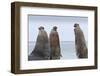 Three Southern Elephant Seal (Mirounga Leonina) Bulls Rear Up Whilst Doing Battle-Eleanor-Framed Photographic Print