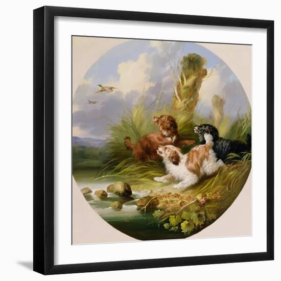 Three Spaniels Flushing Mallard-George Armfield-Framed Giclee Print