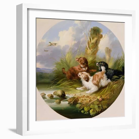 Three Spaniels Flushing Mallard-George Armfield-Framed Giclee Print