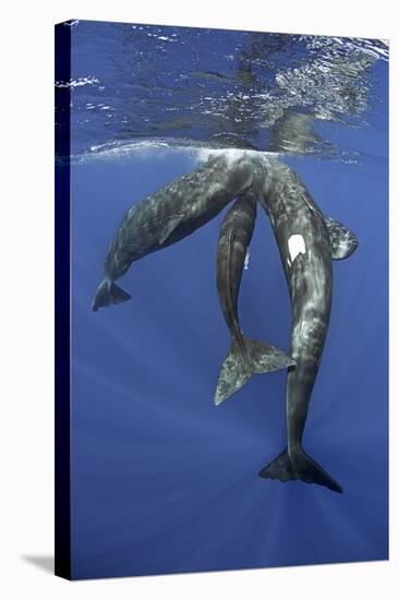 Three Sperm whales socialising under the surface, Dominica, Caribbean Sea, Atlantic Ocean-Franco Banfi-Stretched Canvas