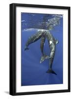 Three Sperm whales socialising under the surface, Dominica, Caribbean Sea, Atlantic Ocean-Franco Banfi-Framed Photographic Print