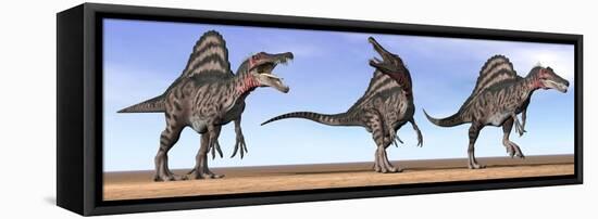 Three Spinosaurus Dinosaurs Standing in the Desert-null-Framed Stretched Canvas
