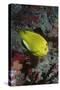 Three-Spot Angelfish-Hal Beral-Stretched Canvas