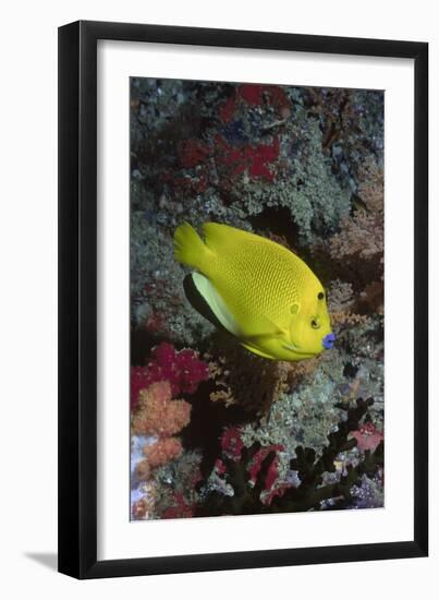 Three-Spot Angelfish-Hal Beral-Framed Premium Photographic Print