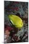 Three-Spot Angelfish-Hal Beral-Mounted Premium Photographic Print