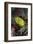 Three-Spot Angelfish-Hal Beral-Framed Photographic Print