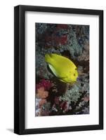 Three-Spot Angelfish-Hal Beral-Framed Photographic Print
