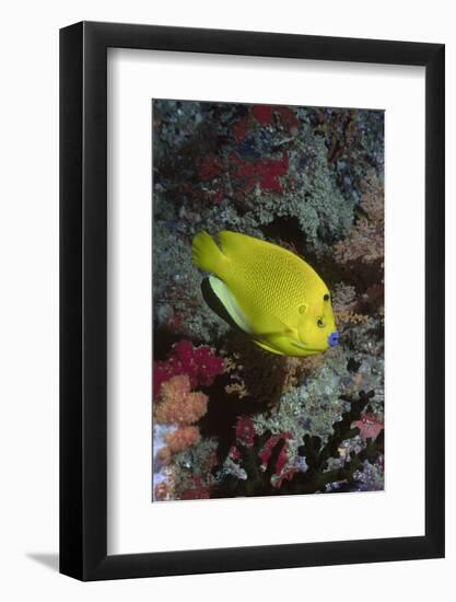 Three-Spot Angelfish-Hal Beral-Framed Photographic Print