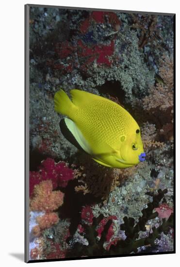 Three-Spot Angelfish-Hal Beral-Mounted Photographic Print