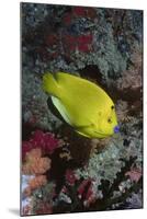 Three-Spot Angelfish-Hal Beral-Mounted Photographic Print