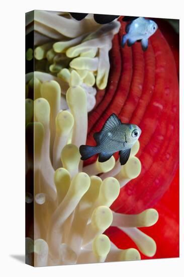 Three-Spot Damsel Fish (Dascyllus Trimaculatus)-Mark Doherty-Stretched Canvas
