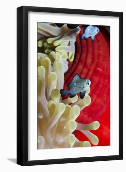 Three-Spot Damsel Fish (Dascyllus Trimaculatus)-Mark Doherty-Framed Premium Photographic Print