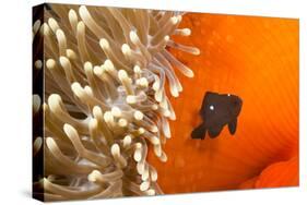 Three spot damselfish (Dascyllus trimaculatus) with Sea anemone home, Yap, Micronesia-David Fleetham-Stretched Canvas