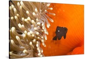 Three spot damselfish (Dascyllus trimaculatus) with Sea anemone home, Yap, Micronesia-David Fleetham-Stretched Canvas