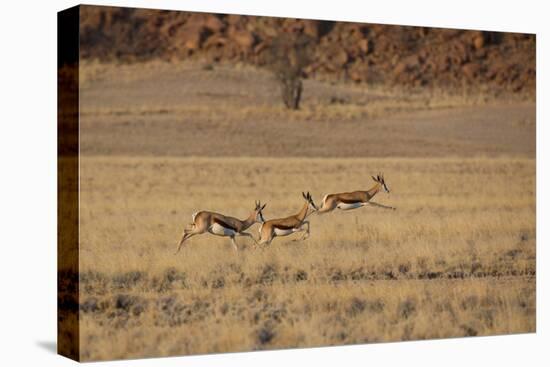 Three Springbok on the Run in Namib-Naukluft National Park-Alex Saberi-Stretched Canvas