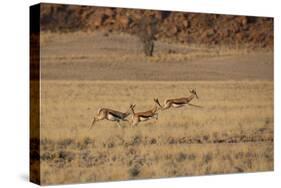 Three Springbok on the Run in Namib-Naukluft National Park-Alex Saberi-Stretched Canvas