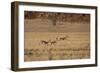 Three Springbok on the Run in Namib-Naukluft National Park-Alex Saberi-Framed Photographic Print