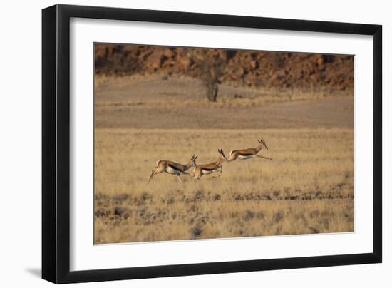 Three Springbok on the Run in Namib-Naukluft National Park-Alex Saberi-Framed Photographic Print