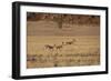 Three Springbok on the Run in Namib-Naukluft National Park-Alex Saberi-Framed Photographic Print