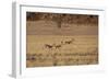 Three Springbok on the Run in Namib-Naukluft National Park-Alex Saberi-Framed Photographic Print