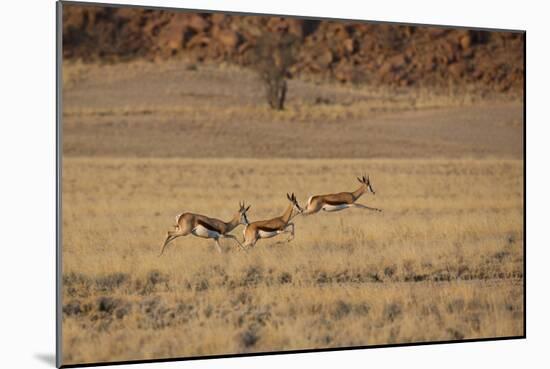 Three Springbok on the Run in Namib-Naukluft National Park-Alex Saberi-Mounted Photographic Print