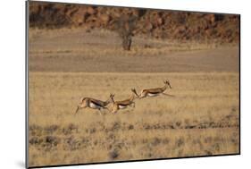 Three Springbok on the Run in Namib-Naukluft National Park-Alex Saberi-Mounted Photographic Print