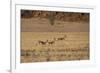 Three Springbok on the Run in Namib-Naukluft National Park-Alex Saberi-Framed Photographic Print