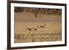 Three Springbok on the Run in Namib-Naukluft National Park-Alex Saberi-Framed Photographic Print