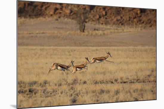 Three Springbok on the Run in Namib-Naukluft National Park-Alex Saberi-Mounted Photographic Print