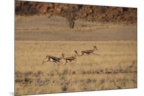 Three Springbok on the Run in Namib-Naukluft National Park-Alex Saberi-Mounted Photographic Print