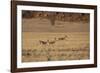 Three Springbok on the Run in Namib-Naukluft National Park-Alex Saberi-Framed Photographic Print