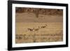 Three Springbok on the Run in Namib-Naukluft National Park-Alex Saberi-Framed Photographic Print