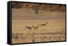 Three Springbok on the Run in Namib-Naukluft National Park-Alex Saberi-Framed Stretched Canvas