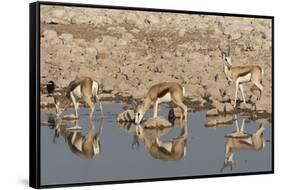 Three Springbok pause to drink at the Okaukuejo waterhole, Etosha National Park, Namibia.-Brenda Tharp-Framed Stretched Canvas