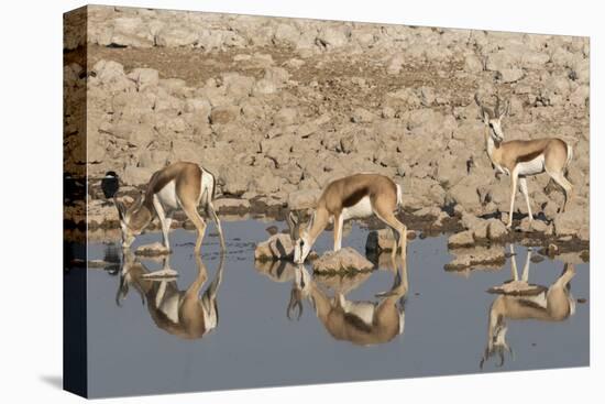 Three Springbok pause to drink at the Okaukuejo waterhole, Etosha National Park, Namibia.-Brenda Tharp-Stretched Canvas
