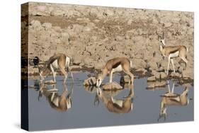 Three Springbok pause to drink at the Okaukuejo waterhole, Etosha National Park, Namibia.-Brenda Tharp-Stretched Canvas