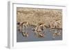 Three Springbok pause to drink at the Okaukuejo waterhole, Etosha National Park, Namibia.-Brenda Tharp-Framed Photographic Print