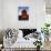 Three-Story Pagoda of Kiyomizu Temple (Kiyomizudera), Kyoto, Japan,-null-Photographic Print displayed on a wall