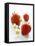 Three Strawberries-Klaus Arras-Framed Stretched Canvas