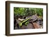 Three-striped poison frog amongst leaf litter, Amazonia, Peru-Alex Hyde-Framed Photographic Print