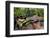 Three-striped poison frog amongst leaf litter, Amazonia, Peru-Alex Hyde-Framed Photographic Print