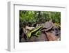 Three-striped poison frog amongst leaf litter, Amazonia, Peru-Alex Hyde-Framed Photographic Print