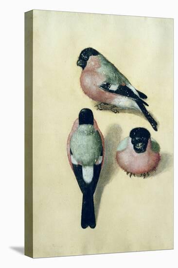 Three Studies of a Bullfinch-Albrecht Dürer-Stretched Canvas