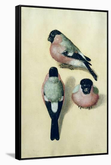 Three Studies of a Bullfinch-Albrecht Dürer-Framed Stretched Canvas