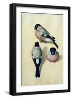 Three Studies of a Bullfinch-Albrecht Dürer-Framed Giclee Print