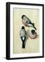 Three Studies of a Bullfinch-Albrecht Dürer-Framed Giclee Print