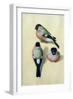 Three Studies of a Bullfinch-Albrecht Dürer-Framed Giclee Print