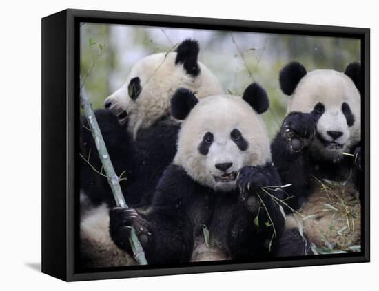 Three Subadult Giant Pandas Feeding on Bamboo, Wolong Nature Reserve, China-Eric Baccega-Framed Stretched Canvas