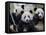 Three Subadult Giant Pandas Feeding on Bamboo, Wolong Nature Reserve, China-Eric Baccega-Framed Stretched Canvas